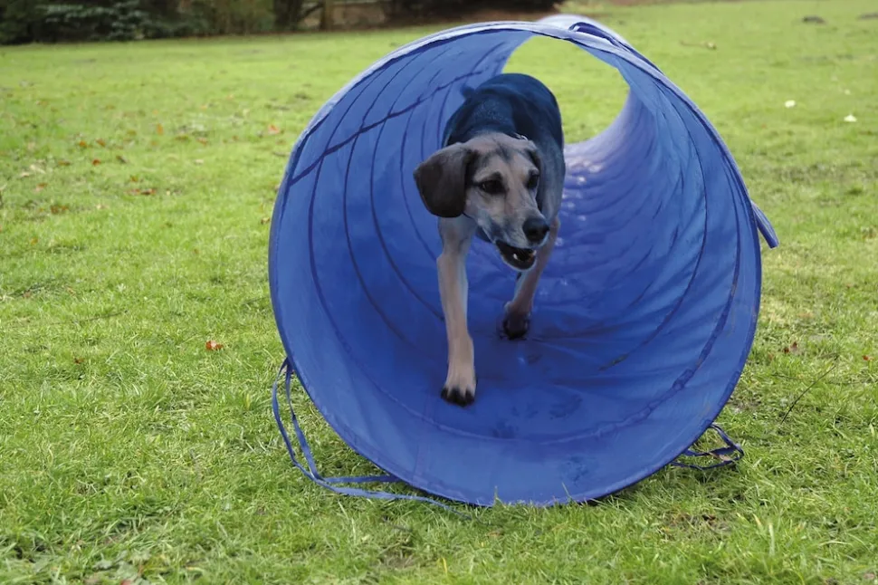 Agility Tunnel zusammenfaltbarer Tunnel für Hundesport | versch. Größen