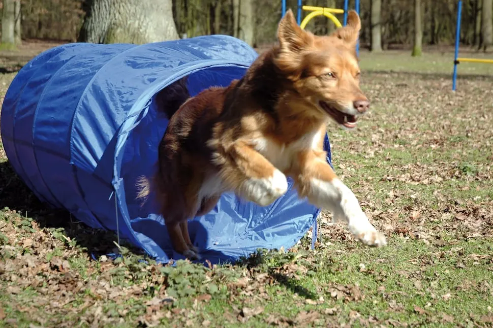 Agility Tunnel zusammenfaltbarer Tunnel für Hundesport | versch. Größen