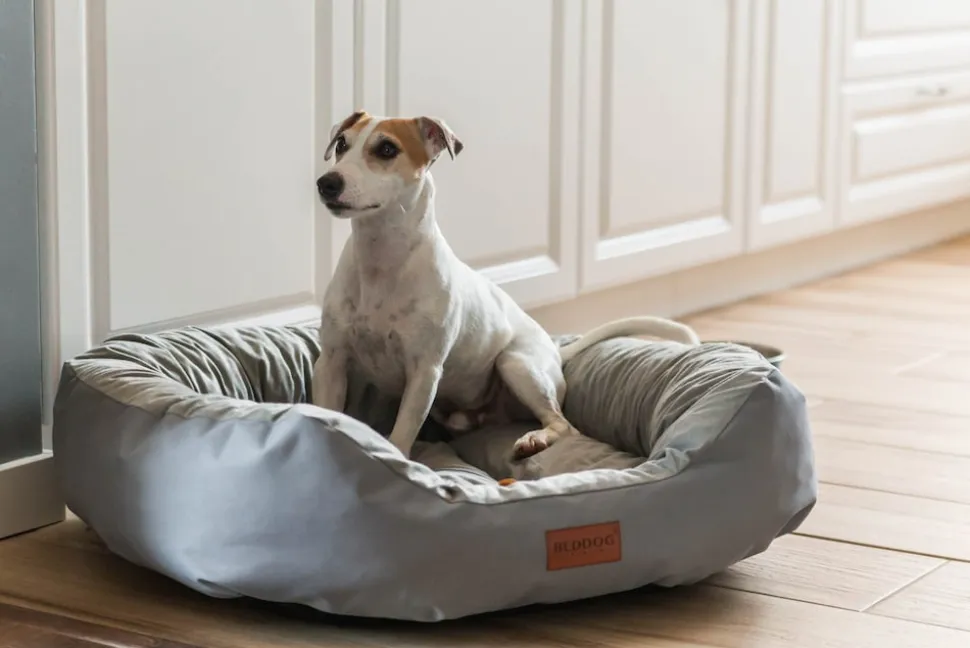 BedDog Hundebett Grosse Hunde Hundekissen Hundekorb Ovales Hundekörbchen