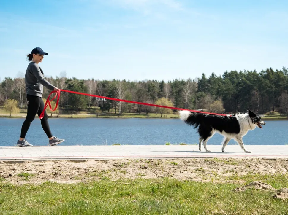 BedDog TYSON Trainingsleine mit Aufbewahrungsbeutel und Handschlaufe