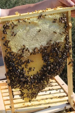 Bienenkiste für Honig-Bienen zum Imkern - versch. Ausführungen