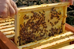 Bienenkiste für Honig-Bienen zum Imkern - versch. Ausführungen