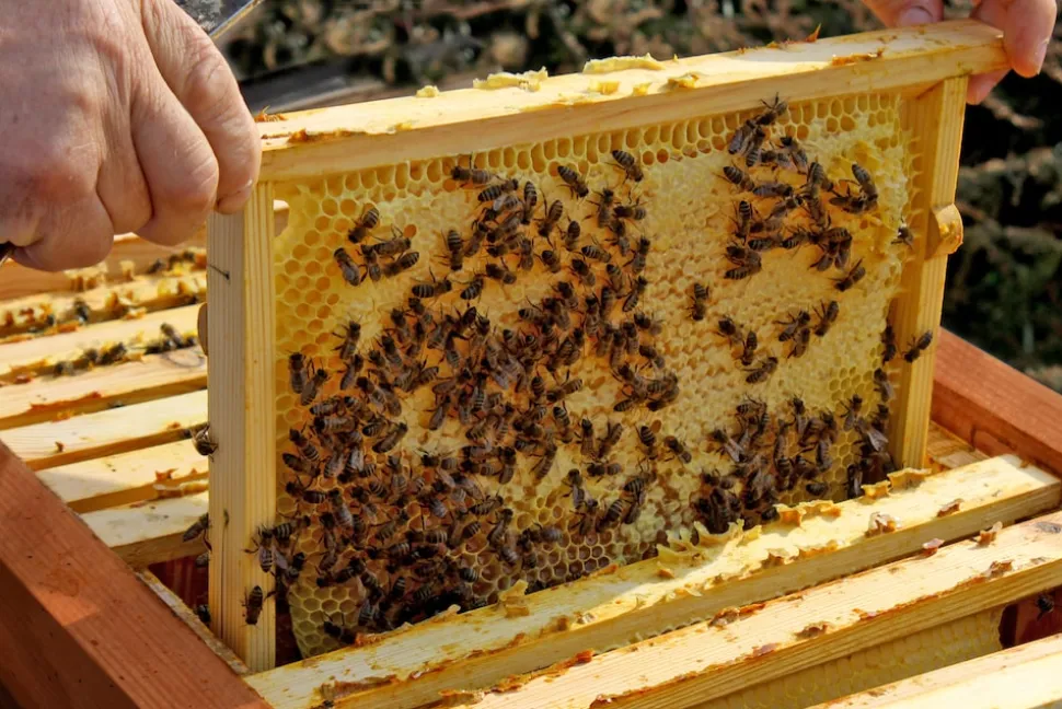 Bienenkiste für Honig-Bienen zum Imkern - versch. Ausführungen