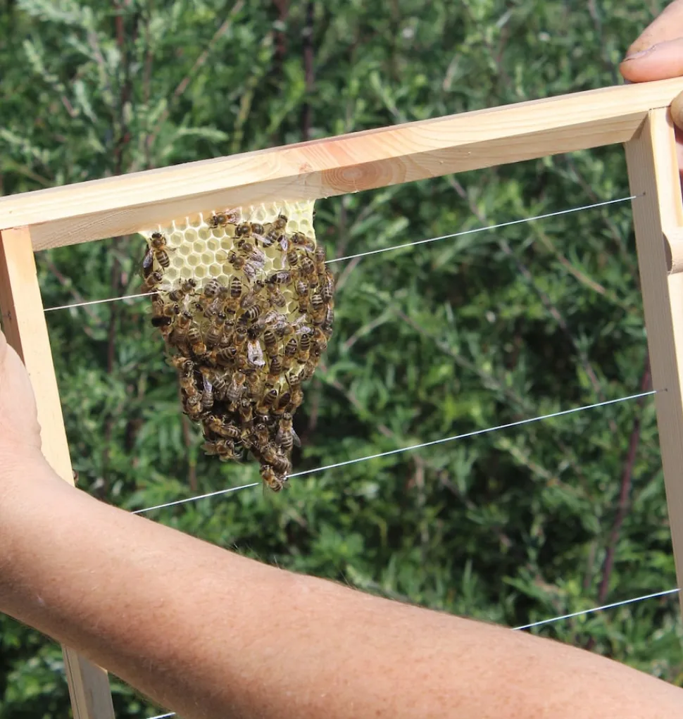 Bienenkiste für Honig-Bienen zum Imkern - versch. Ausführungen
