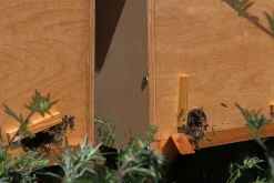Bienenkiste für Honig-Bienen zum Imkern - versch. Ausführungen