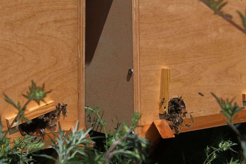 Bienenkiste für Honig-Bienen zum Imkern - versch. Ausführungen