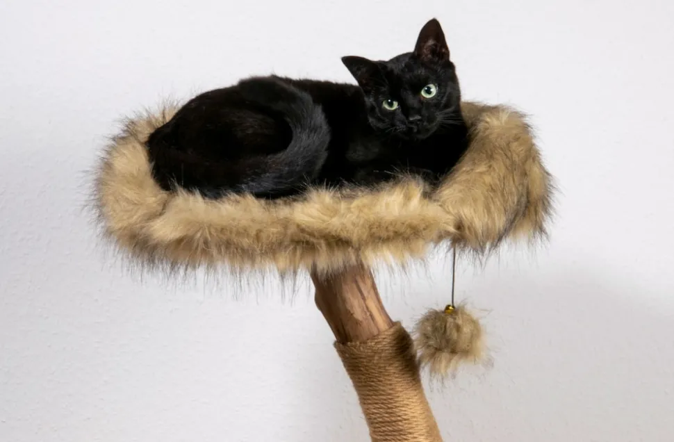 dobar Design-Katzenmöbel - versch. Ausführungen