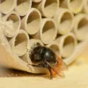 dobar Große Profi-Wildbienen-Nisthilfe 6 versch. Füllungen mit Schutzrahmen - versch. Ausführungen