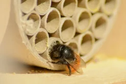 dobar Große Profi-Wildbienen-Nisthilfe 6 versch. Füllungen mit Schutzrahmen - versch. Ausführungen