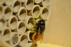 dobar Große Profi-Wildbienen-Nisthilfe 6 versch. Füllungen mit Schutzrahmen - versch. Ausführungen