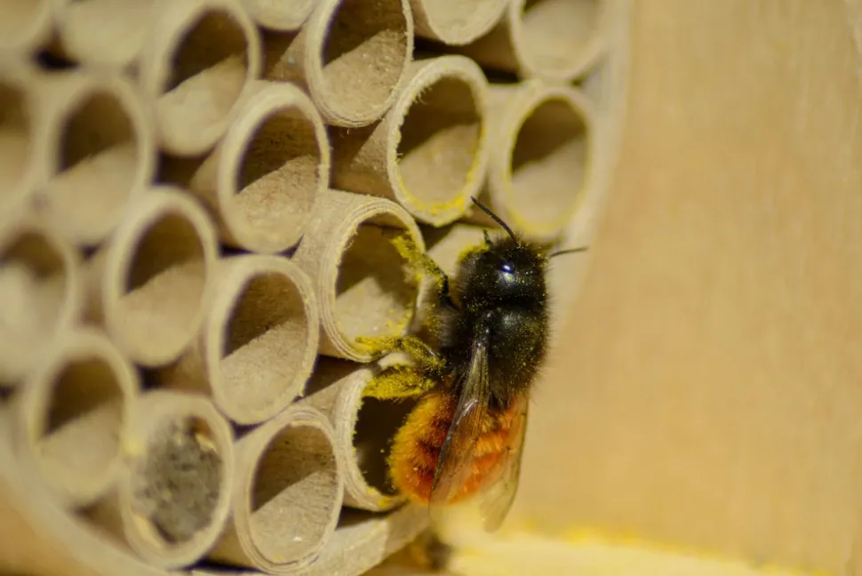 dobar Große Profi-Wildbienen-Nisthilfe 6 versch. Füllungen mit Schutzrahmen - versch. Ausführungen