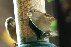 dobar Vogelfutter - versch. Varianten