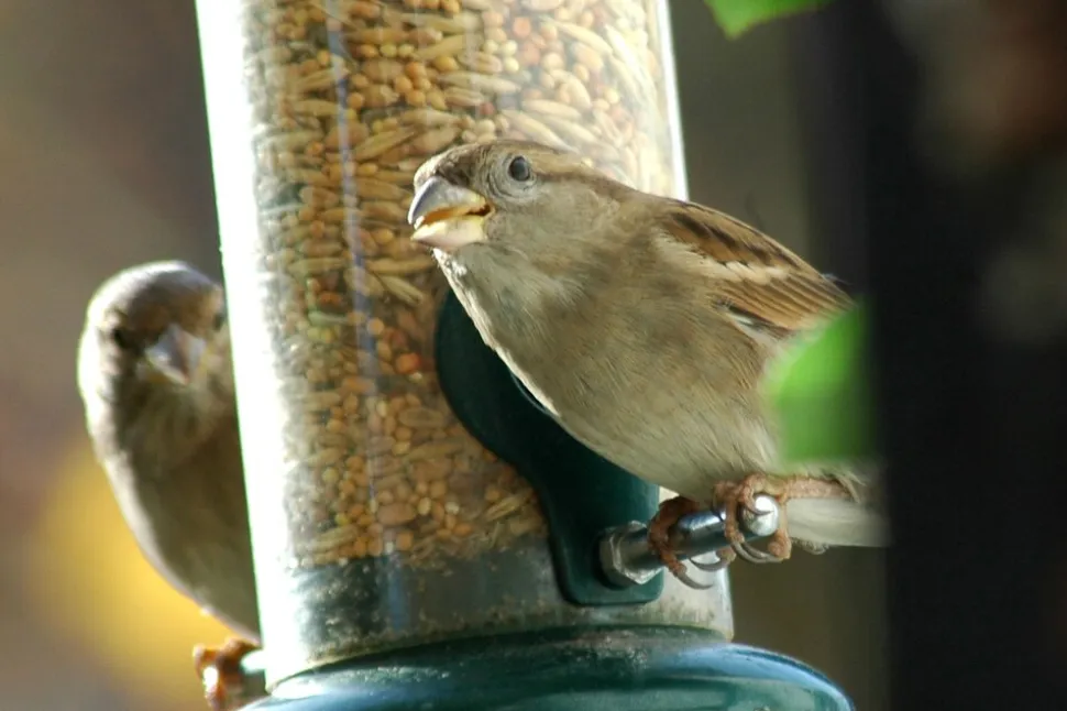 dobar Vogelfutter - versch. Varianten