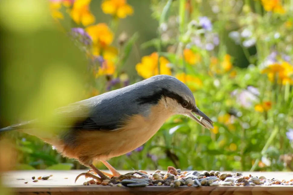 dobar Vogelfutter - versch. Varianten
