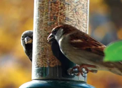 dobar Vogelfutter - versch. Varianten