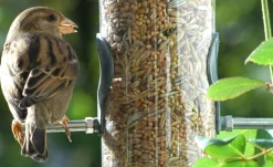 dobar Vogelfutter - versch. Varianten