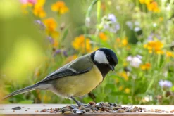 dobar Vogelfutter - versch. Varianten