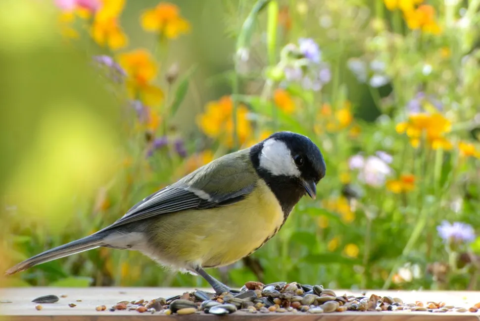 dobar Vogelfutter - versch. Varianten