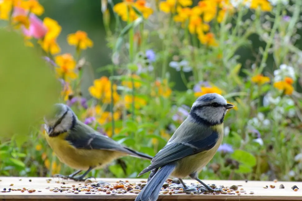 dobar Vogelfutter - versch. Varianten