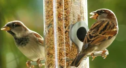 dobar Vogelfutter - versch. Varianten