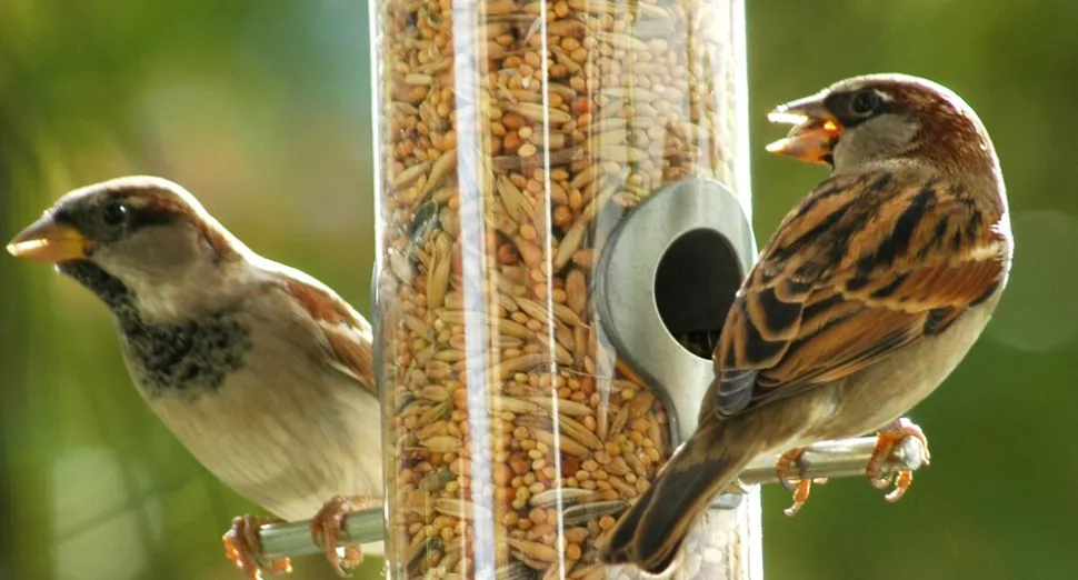 dobar Vogelfutter - versch. Varianten