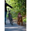 Dobar Walky Dog Plus Fahrradleine