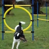 3-teiliges Agility Sprung-Set, mit 2 Hürden und Sprungreif
